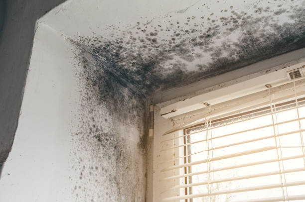Trusted Black Mold Removal service in Kingston, NJ - Cheap Mold Removal